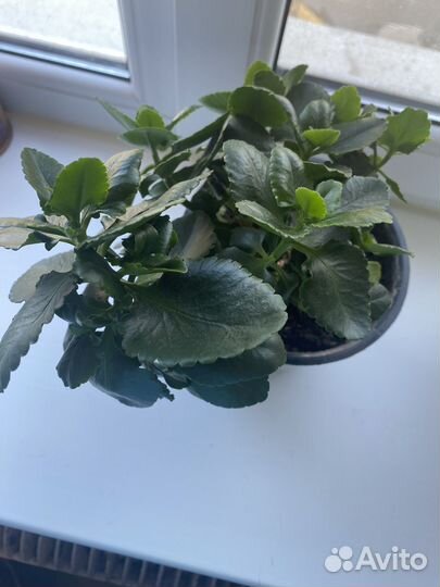 Каланхоэ розовый и красный