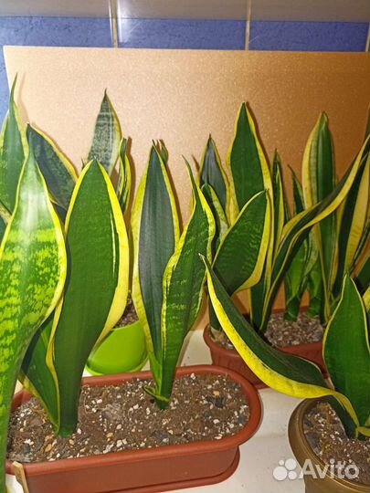 Сансиеверия Футура Суперба