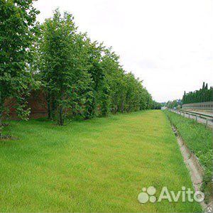 Травосмесь Дорожная