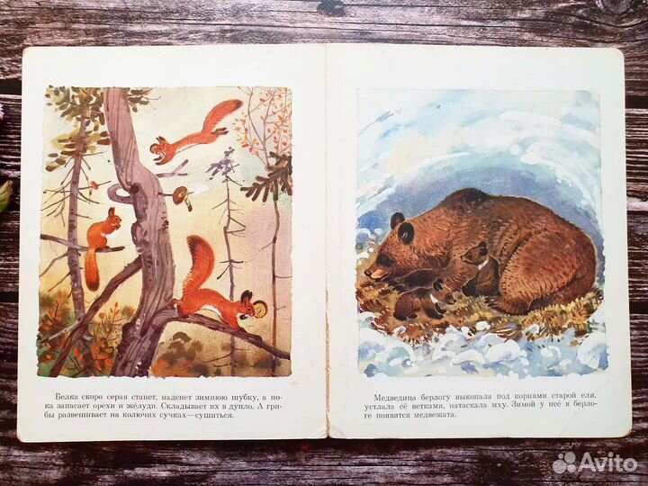 Снегирев. Как птицы к зиме готовятся. 1988 г