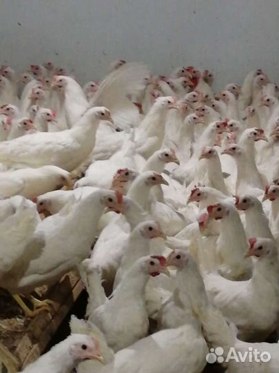 Куры молодки, несушки