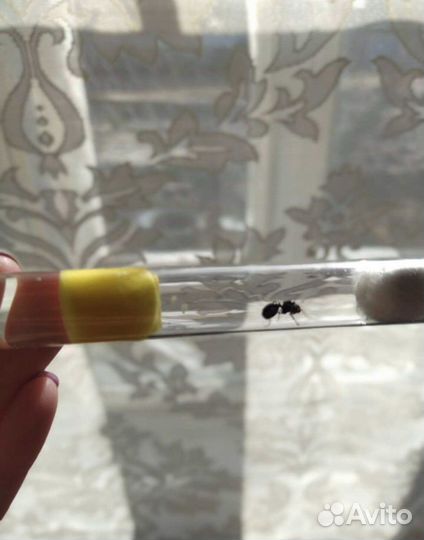 Муравьи жнецы, Messor Structor, матки