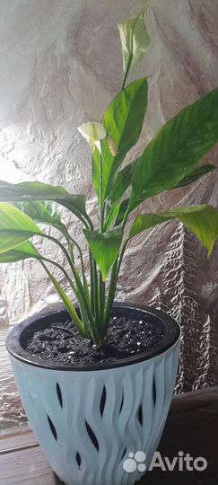 Комнатные цветы