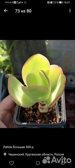 Суккуленты 3