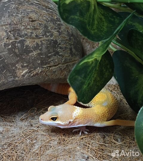 Эублефар с набором