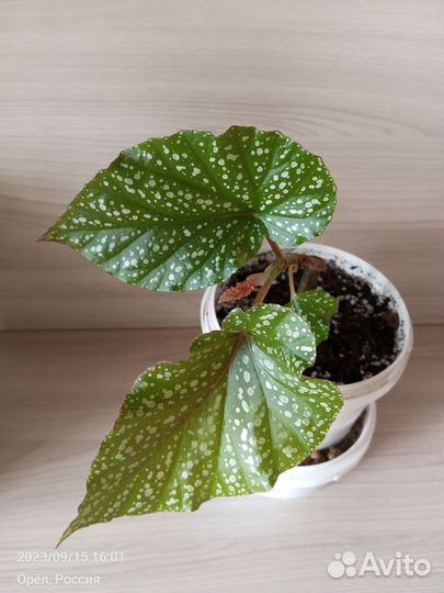 Комнатные растения (цветы) - 1