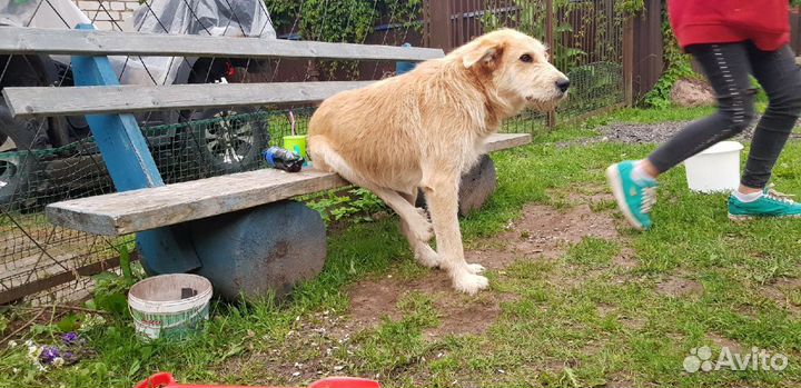 Барни ищет дом