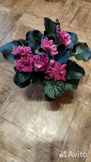 Фиалка ян-Нарядная