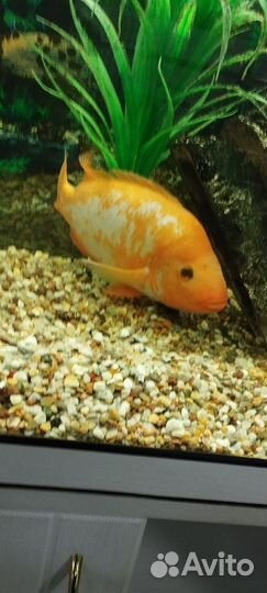 Рыба аквариумная Крупная Цихлазома