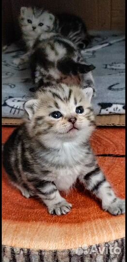 Шотландский котик скоттиш-страйт, чёрный мрамор