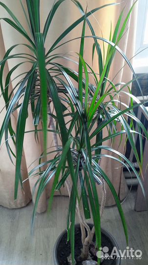 Комнатные цветы. Пальма