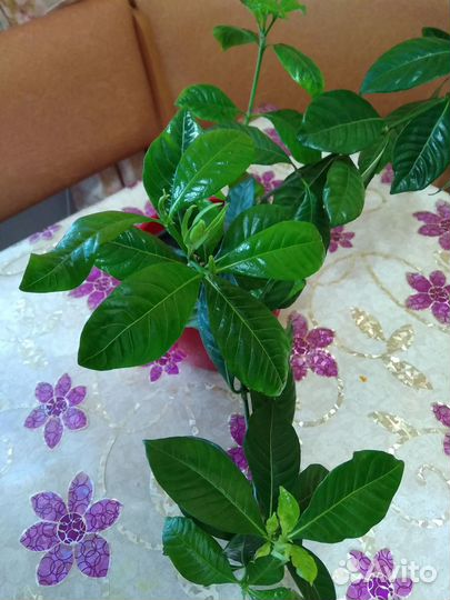 Гардения жасминовидная