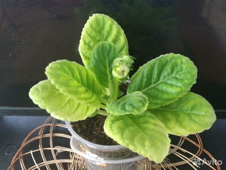 Глоксинии (лист)