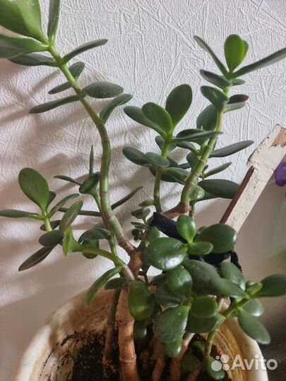 Толстянка, денежное дерево