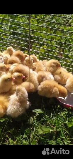 Техасский перепел