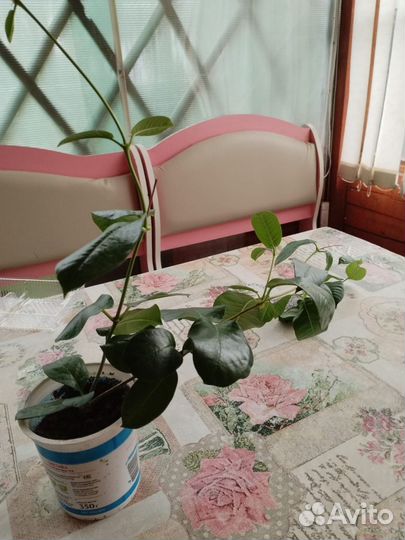 Диплодения белая