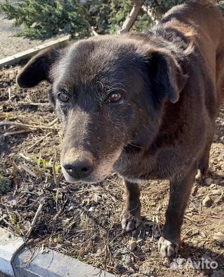 Собака в добрые руки