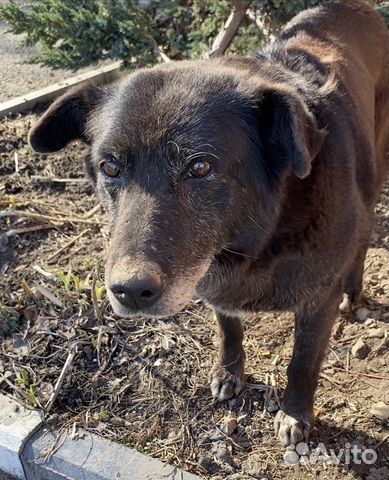 Собака в добрые руки