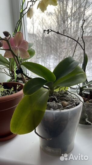 Орхидея фаленопсис пират пикоти