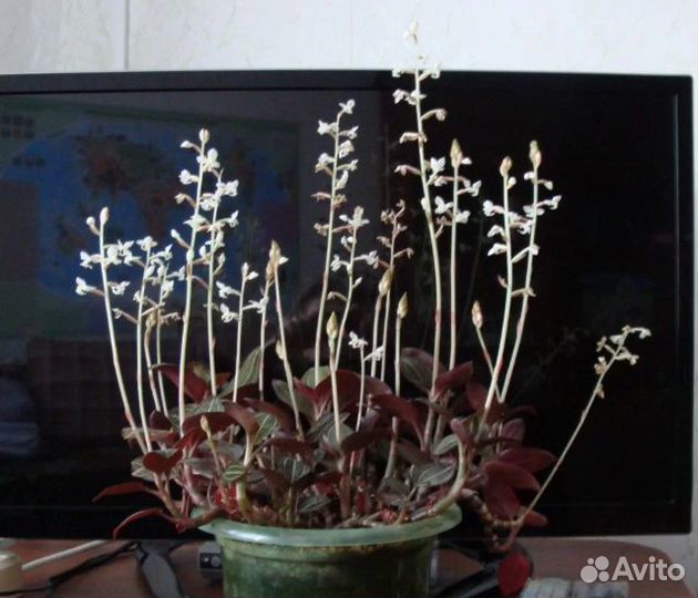 Фиалки, Хатиора, Денежное дерево