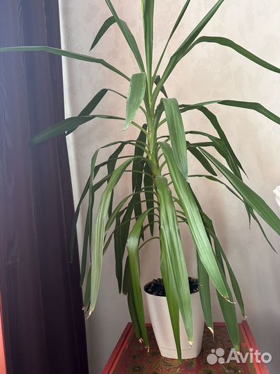 Пальма юкка