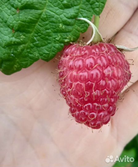 Ремонтантная малина