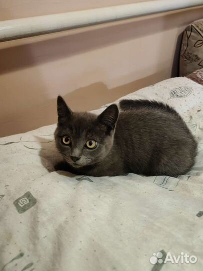 Котенок мальчик