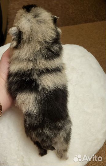 Померанский шпиц мини