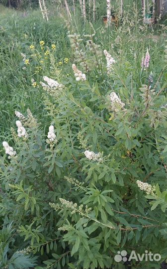 Спирея белая