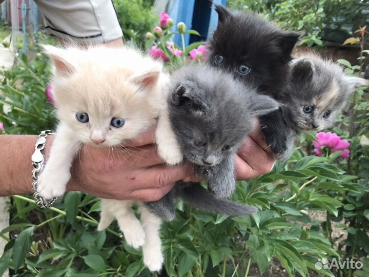 Котята в добрые руки