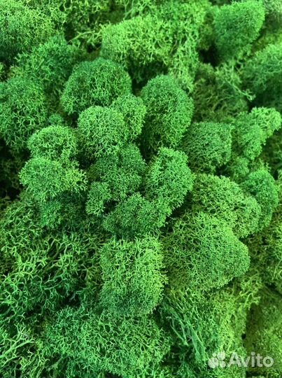 Стабилизированный мох Ягель, качественный,пышный