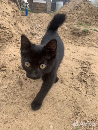 Отдам котят