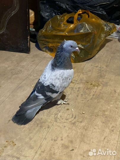 Продажа голубей