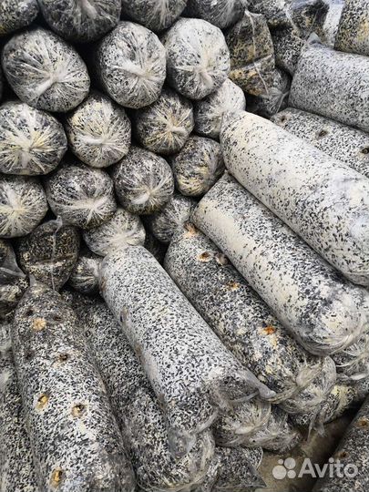 Грибные блоки