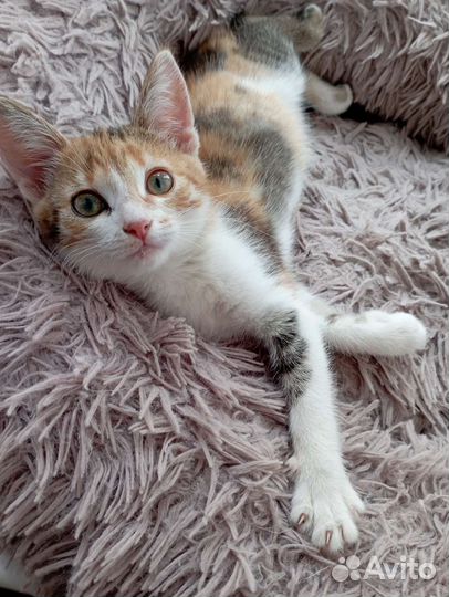 Котенок