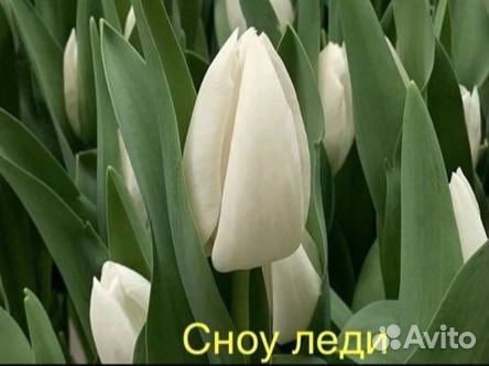 Тюльпаны к 8 марта