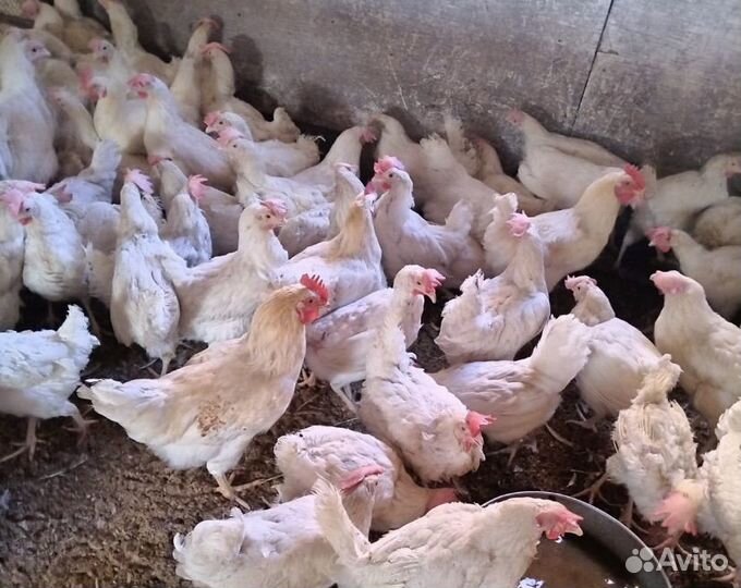 Курица несушка