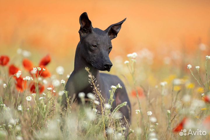 Щенки мгс ксоло(стандарт)