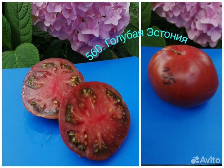 Продаю семена томатов