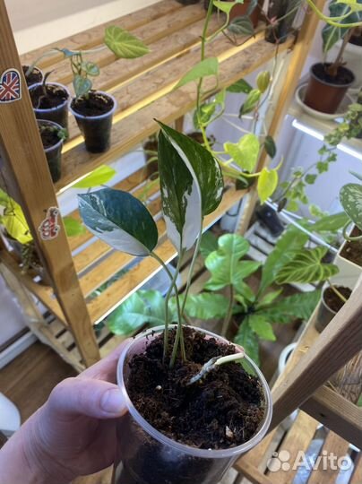 Эпипремнум пиннатум вариегатный