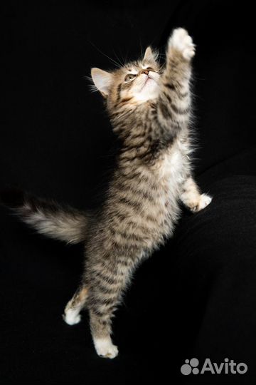 Чистопородные сибирские котята