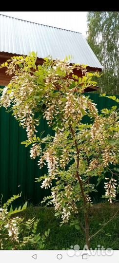 Акация белая гледичия крупномер