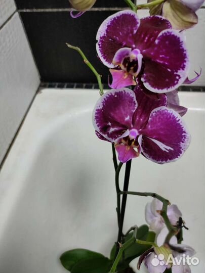 Орхидея фаленопсис