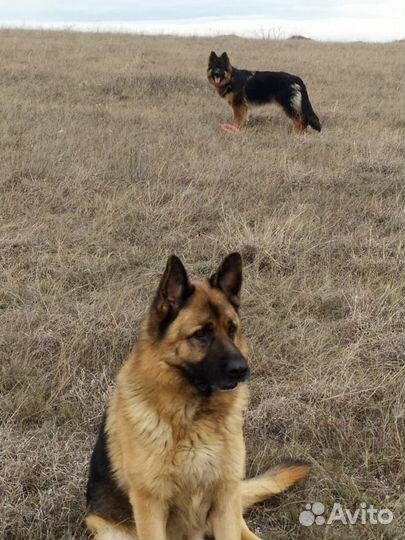Вязка, немецкая овчарка