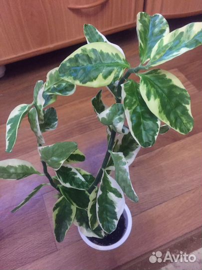 Педилантус, замиокулькас