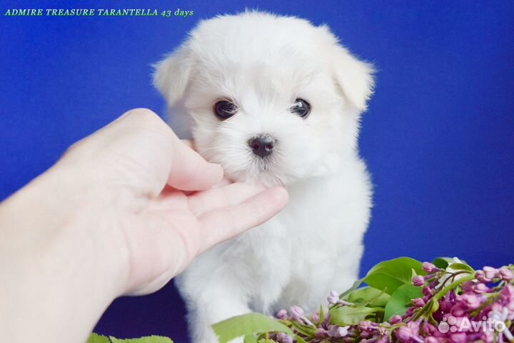 Девочка мальтезе