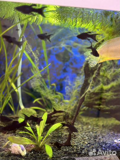 Моллинезия черная