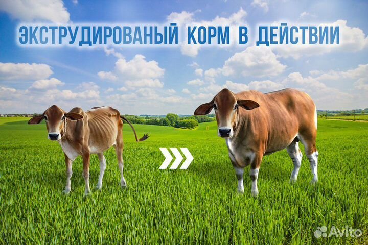 Зерноперерабатывающий экструдер до 180 кг/час