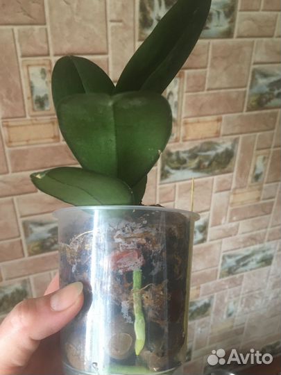 Подростки из орхидей из Азии