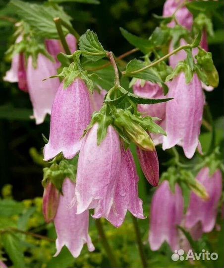 Многолетники для цветника